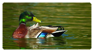 DSC700 308 Duck Mallard